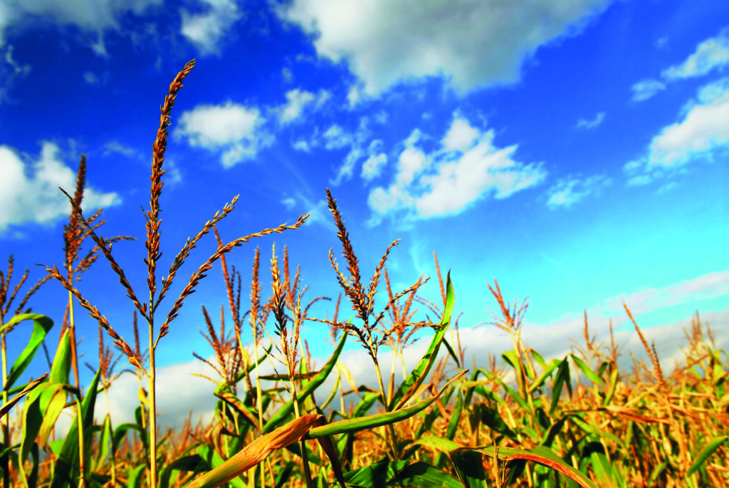 Biodiesel